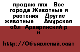 продаю лпх - Все города Животные и растения » Другие животные   . Амурская обл.,Архаринский р-н